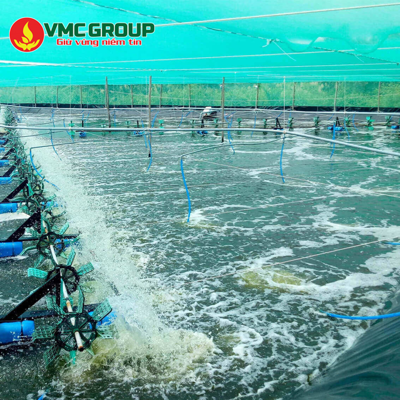 Ứng dụng của TCCA viên trong xử lý nước ao nuôi trồng thủy sản