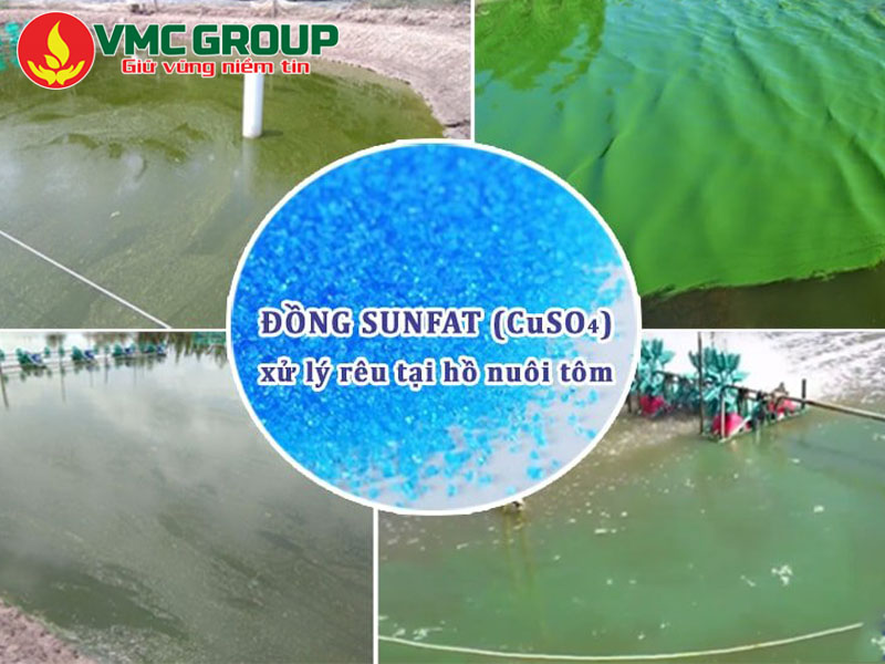 Đồng sunfat có tác dụng diệt tảo trong ao nuôi thủy sản